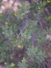 Quercus × alvordiana