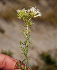 Ericameria albida