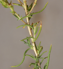 Ericameria albida
