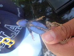 Sceloporus graciosus vandenburgianus