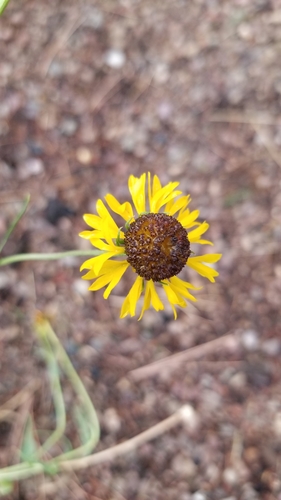 Image of Helenium arizonicum by no rights reserved