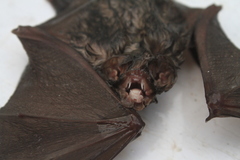 Mormoops megalophylla