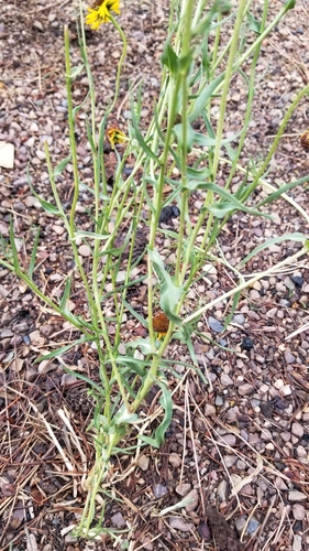 Image of Helenium arizonicum by no rights reserved