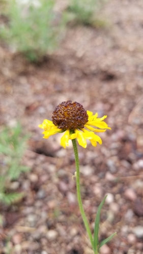 Image of Helenium arizonicum by no rights reserved