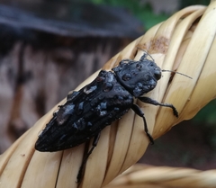 Chalcophora hondurasica