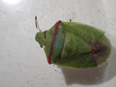 Thyanta pallidovirens