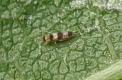 Neohydatothrips