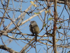 Serpophaga griseicapilla