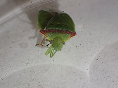 Thyanta pallidovirens