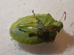 Thyanta pallidovirens