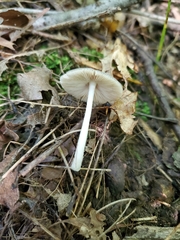 Volvariella nigrodisca