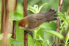 Cisticola fulvicapilla