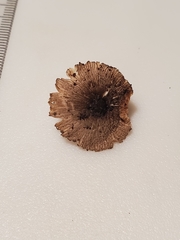 Volvariella nigrodisca