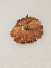 Volvariella nigrodisca