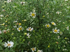 Symphyotrichum lanceolatum interior