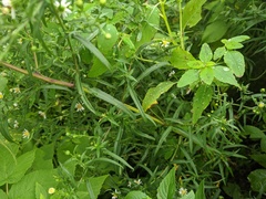 Symphyotrichum lanceolatum interior