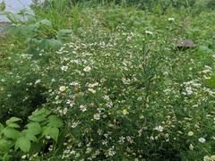 Symphyotrichum lanceolatum interior