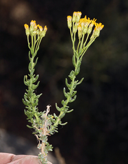 Ericameria cooperi cooperi