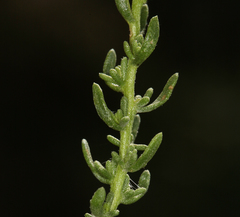 Ericameria cooperi cooperi