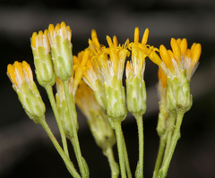 Ericameria cooperi cooperi