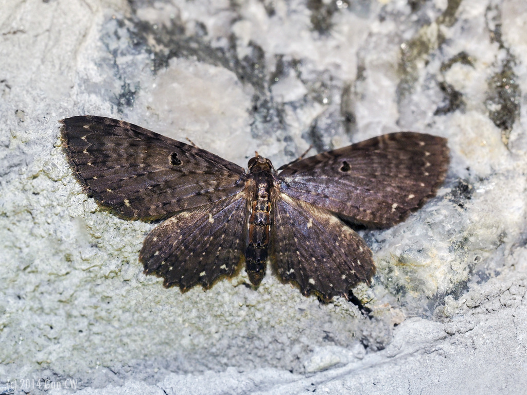 Collix stenoplia