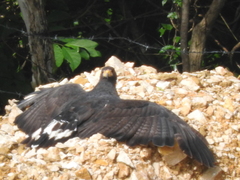 Buteogallus