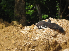 Buteogallus