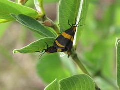 Eudesmia cypris
