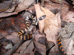 Oxyrhopus petolarius