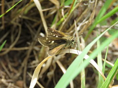 Polites vibex praeceps