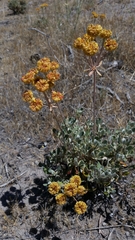 Eriogonum umbellatum modocense