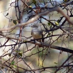 Serpophaga griseicapilla