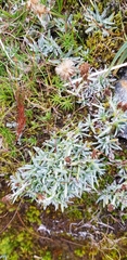 Antennaria dioica