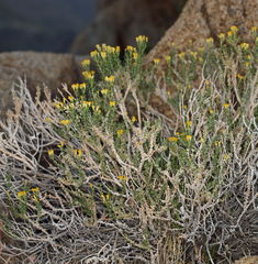 Ericameria cooperi cooperi