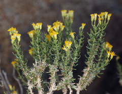 Ericameria cooperi cooperi