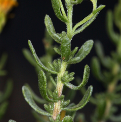 Ericameria cooperi cooperi