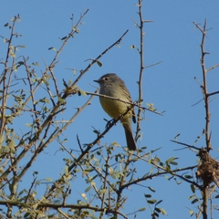 Serpophaga griseicapilla