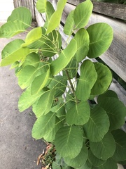 Cotinus obovatus