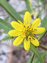 Helianthus porteri