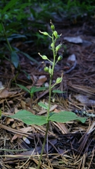 Neottia banksiana