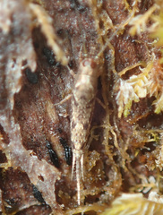 Pedetontus submutans