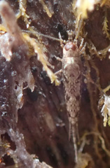 Pedetontus submutans