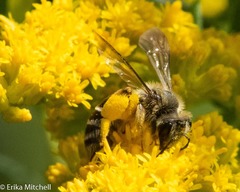 Andrena braccata