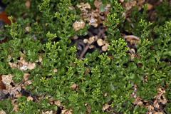 Ericameria cuneata cuneata