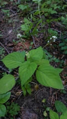 Circaea alpina pacifica