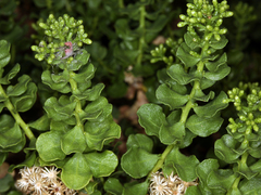Ericameria cuneata cuneata