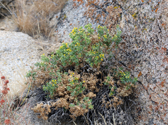 Ericameria cuneata cuneata