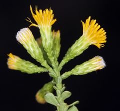 Ericameria cuneata cuneata