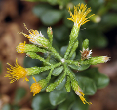 Ericameria cuneata cuneata