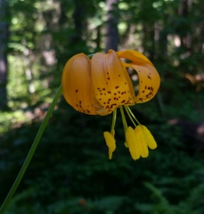 Lilium pardalinum wigginsii